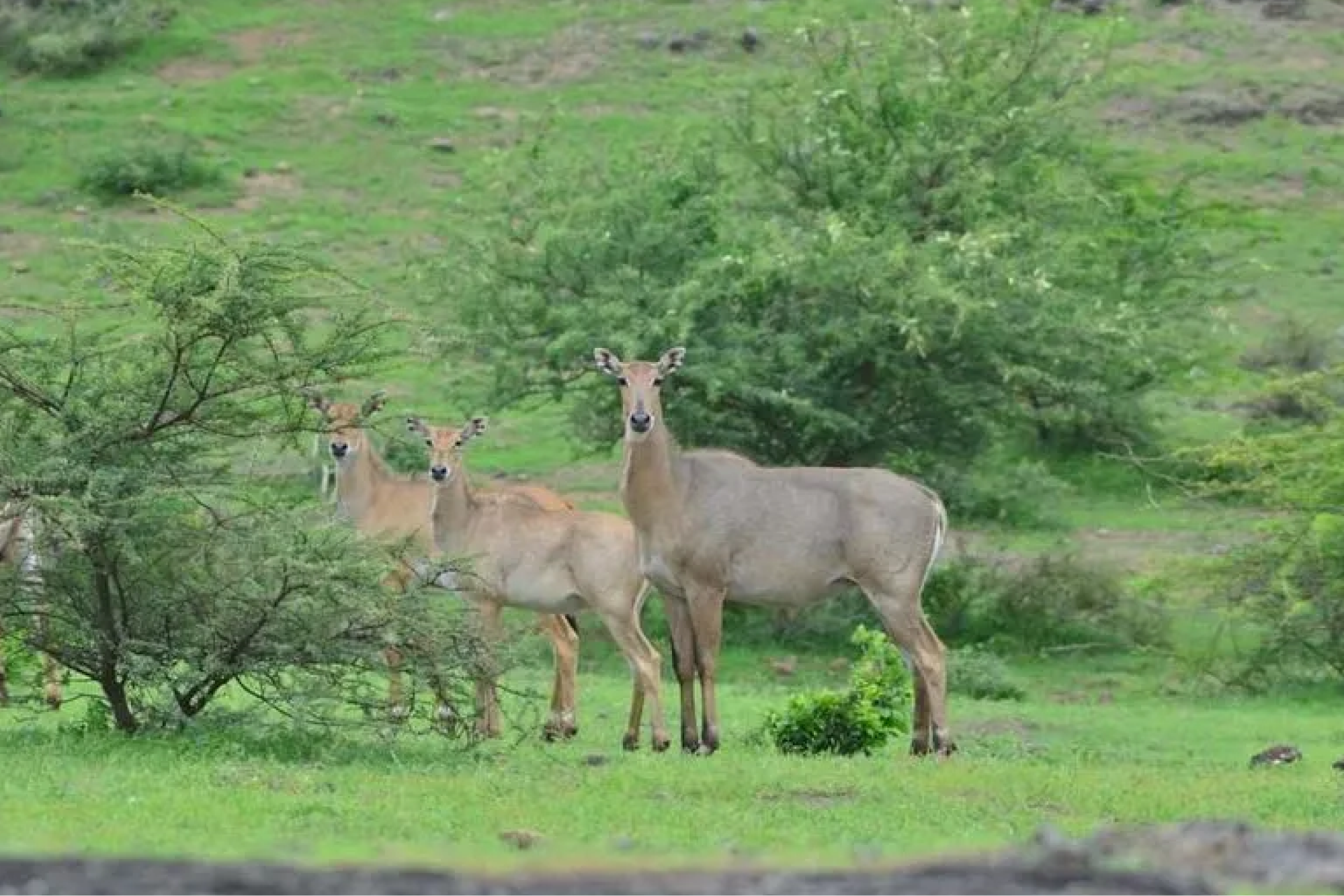 Animals in Sasan Gir Jungle